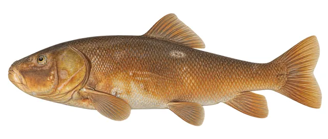 Shortnose Sucker field guide illustration