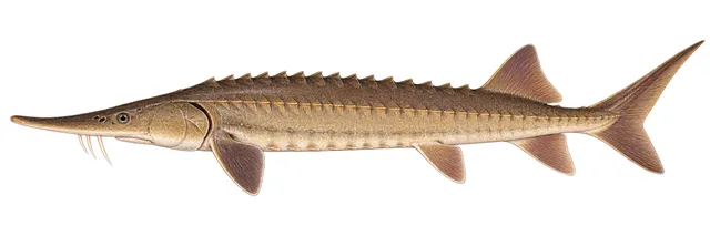 Shovelnose Sturgeon field guide illustration