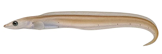 Shrimp Eel field guide illustration