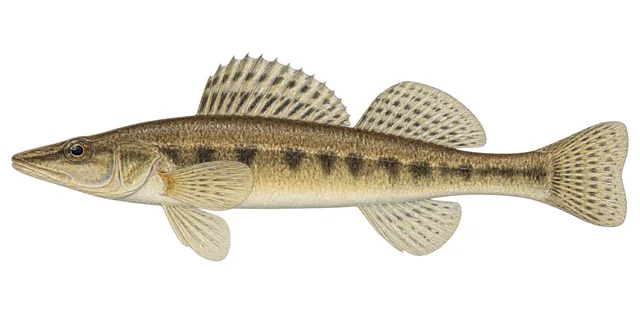 Sickle Darter field guide illustration