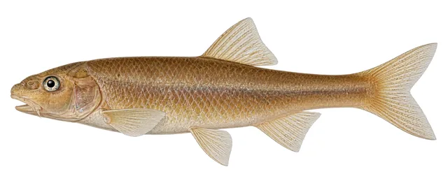 Sicklefin Chub field guide illustration