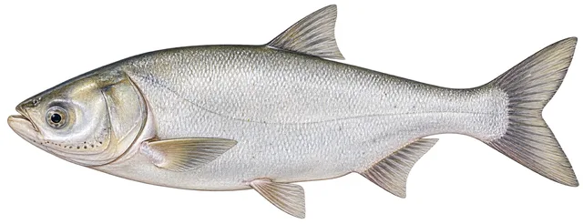 Silver Carp field guide illustration