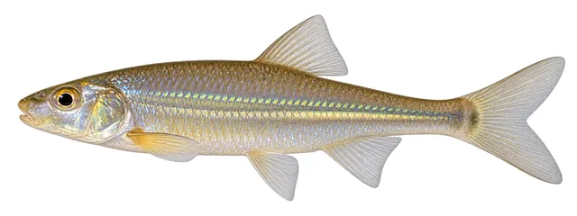 Silver Chub field guide illustration