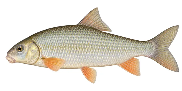 Silver Redhorse field guide illustration