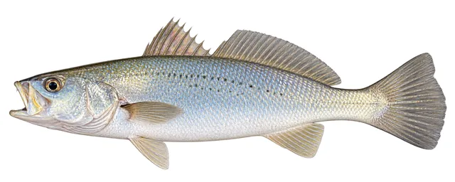 Silver Seatrout field guide illustration
