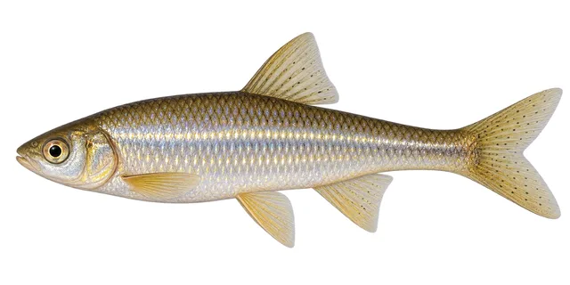 Silverband Shiner field guide illustration