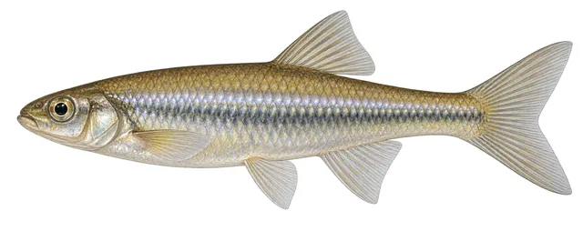 Silverjaw Minnow field guide illustration