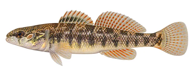 Slabrock Darter field guide illustration