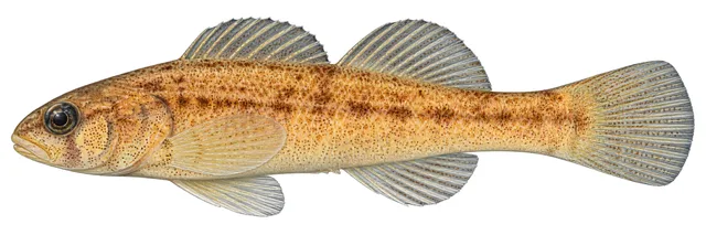 Slackwater Darter field guide illustration