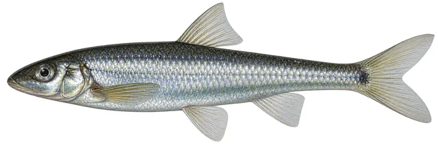 Slender Chub field guide illustration