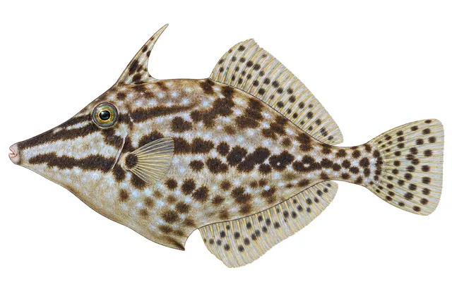 Slender Filefish field guide illustration