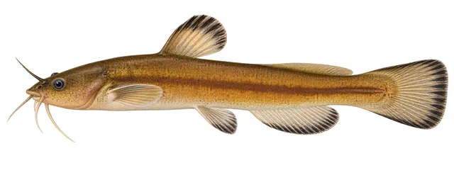 Slender Madtom field guide illustration