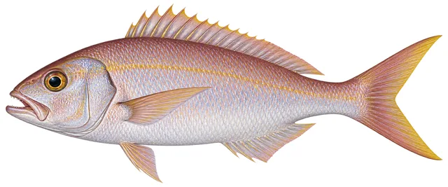 Slender Wenchman field guide illustration