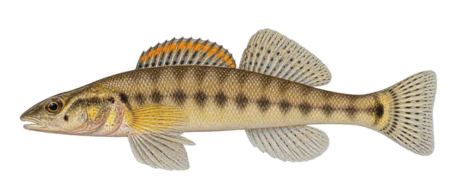 Slenderhead Darter field guide illustration
