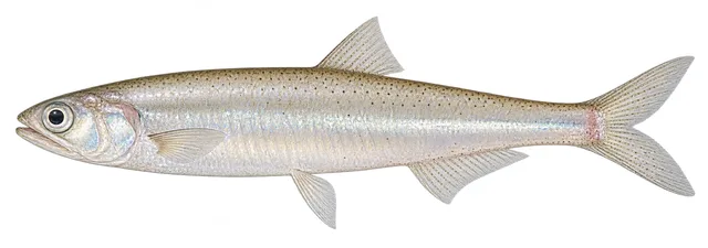 Slough Anchovy field guide illustration