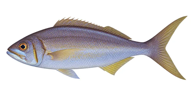 Small Toothed Jobfish field guide illustration