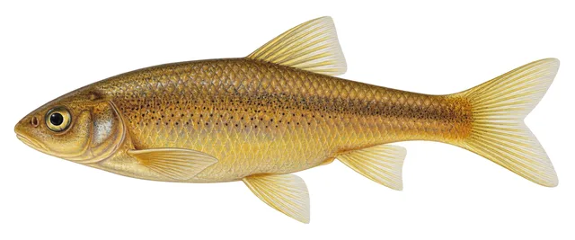 Smalleye Shiner field guide illustration