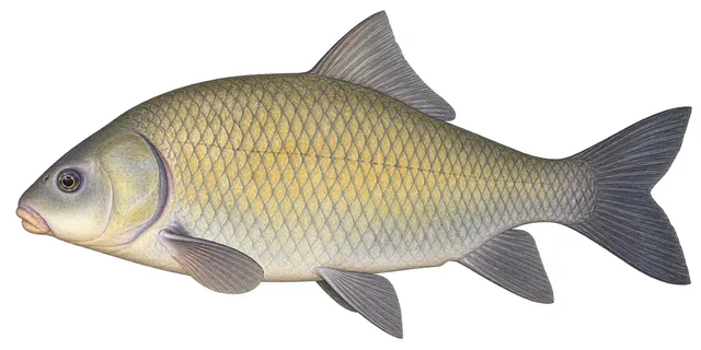 Smallmouth Buffalo field guide illustration