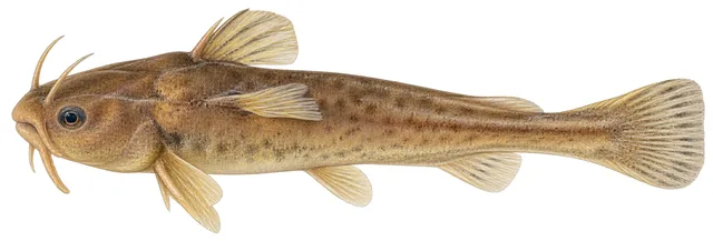 Smoky Madtom field guide illustration