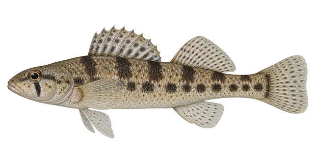 Snail Darter field guide illustration