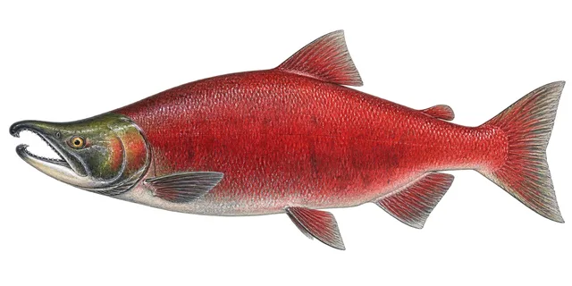 Sockeye Salmon field guide illustration