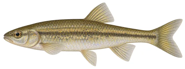 Sonora Chub field guide illustration