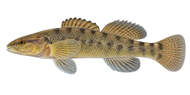 Sooty Darter field guide illustration