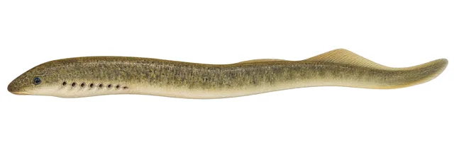 Southern Brook Lamprey field guide illustration