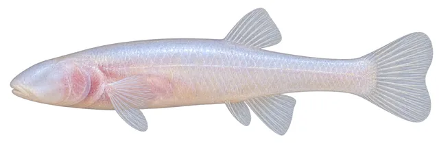 Southern Cavefish field guide illustration