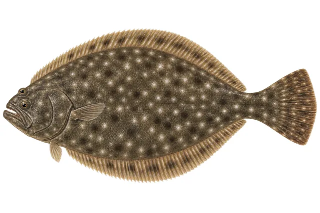 Southern Flounder field guide illustration