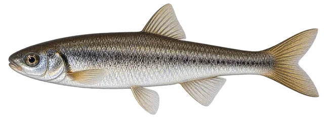 Southern Leatherside Chub field guide illustration