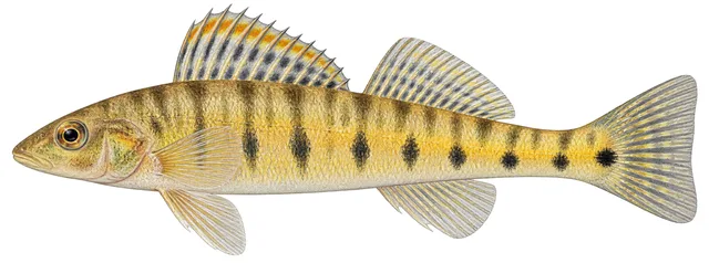 Southern Logperch field guide illustration