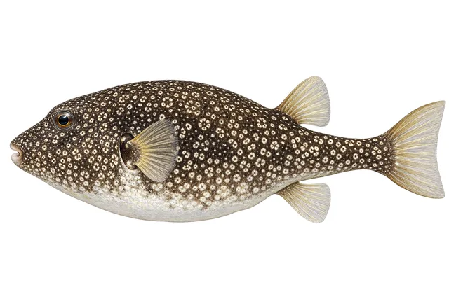 Southern Puffer field guide illustration
