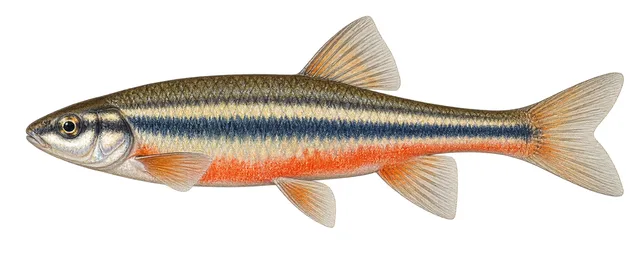 Southern Redbelly Dace field guide illustration