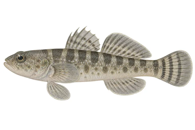 Southern Tidewater Goby field guide illustration