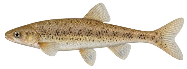 Speckled Dace field guide illustration
