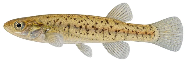 Speckled Killifish field guide illustration