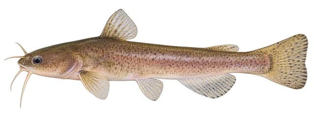 Speckled Madtom field guide illustration