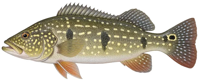 Speckled Pavon field guide illustration
