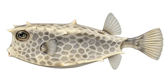 Spiny Boxfish field guide illustration