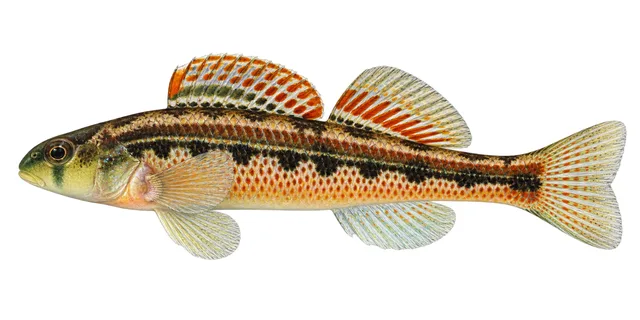 Splendid Darter field guide illustration