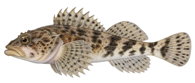 Spoonhead Sculpin field guide illustration