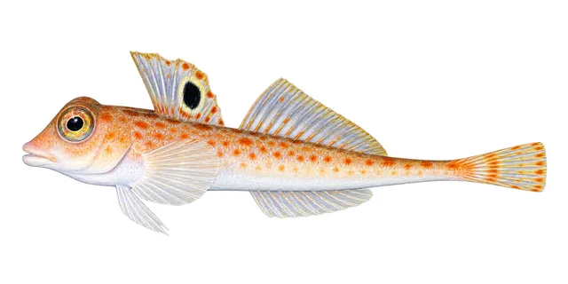 Spotfin Dragonet field guide illustration