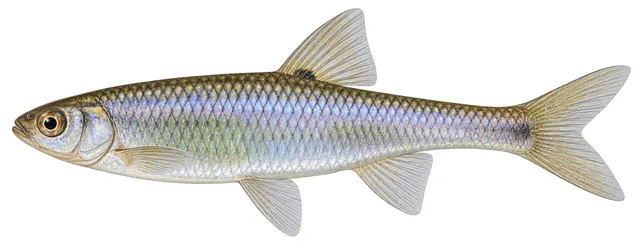 Spotfin Shiner field guide illustration