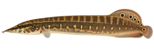Spotfin Spiny Eel field guide illustration