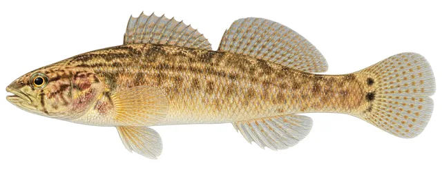 Spottail Darter field guide illustration