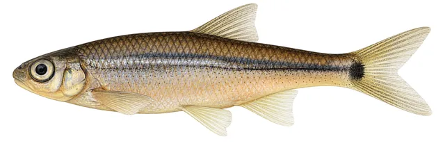 Spottail Shiner field guide illustration