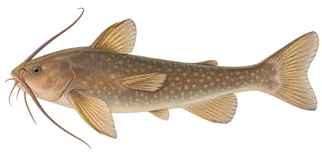 Spotted Bullhead field guide illustration