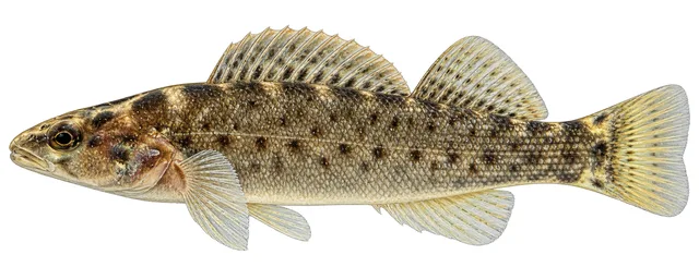 Spotted Darter field guide illustration