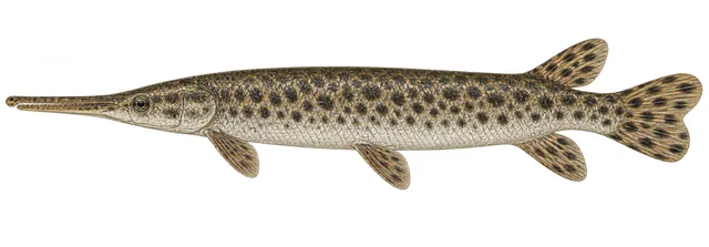 Spotted Gar field guide illustration